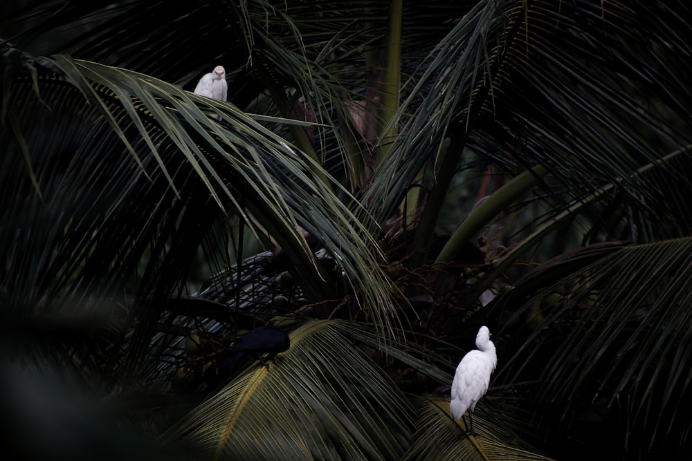 white bird on green palm tree
