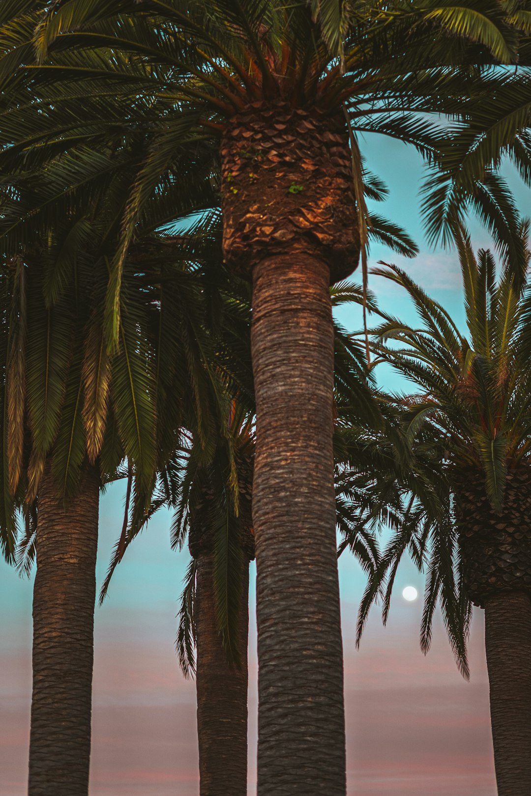 palm tree near body of water