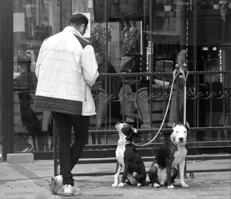 A person wearing a light-colored jacket stands on a city sidewalk, holding the leashes of two dogs. The dogs are sitting on the ground, one looking up and the other gazing forward. They are positioned in front of a glass storefront with a reflection of city elements visible.