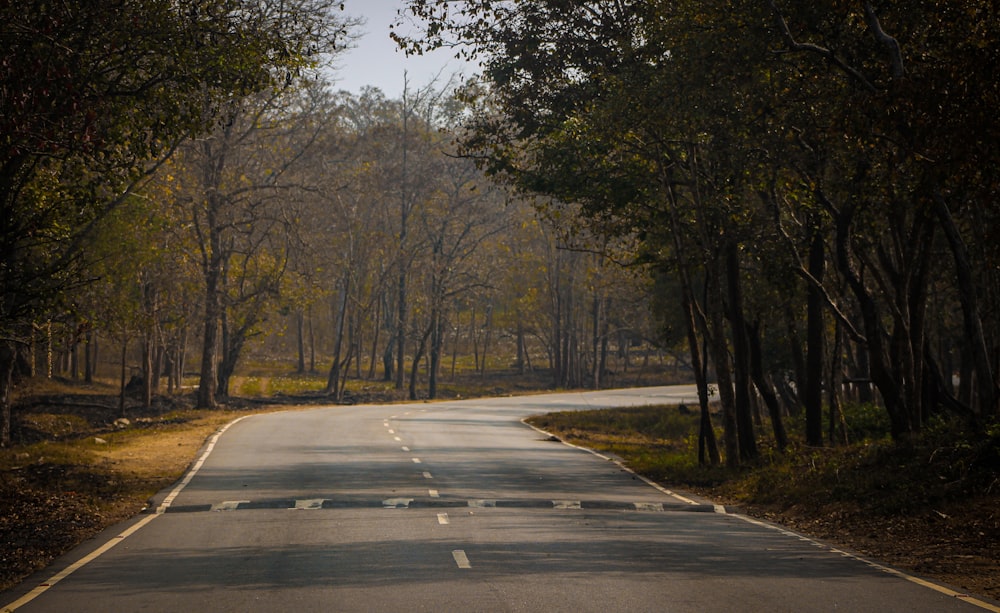 gray concrete road between trees during daytime