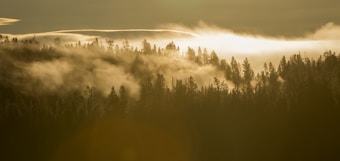 A serene landscape featuring a dense forest silhouetted against the soft morning or evening light. Mist or fog gently envelops the treetops, creating a mystical and tranquil atmosphere. The light casts a warm glow over the scene, with clouds visible in the background.