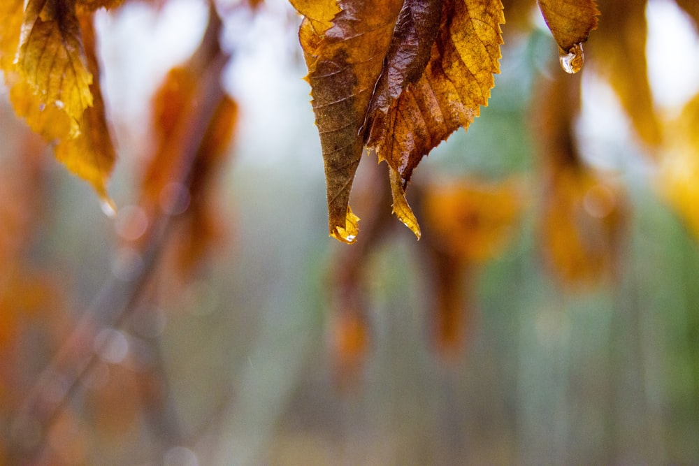 brown and green leaf in tilt shift lens