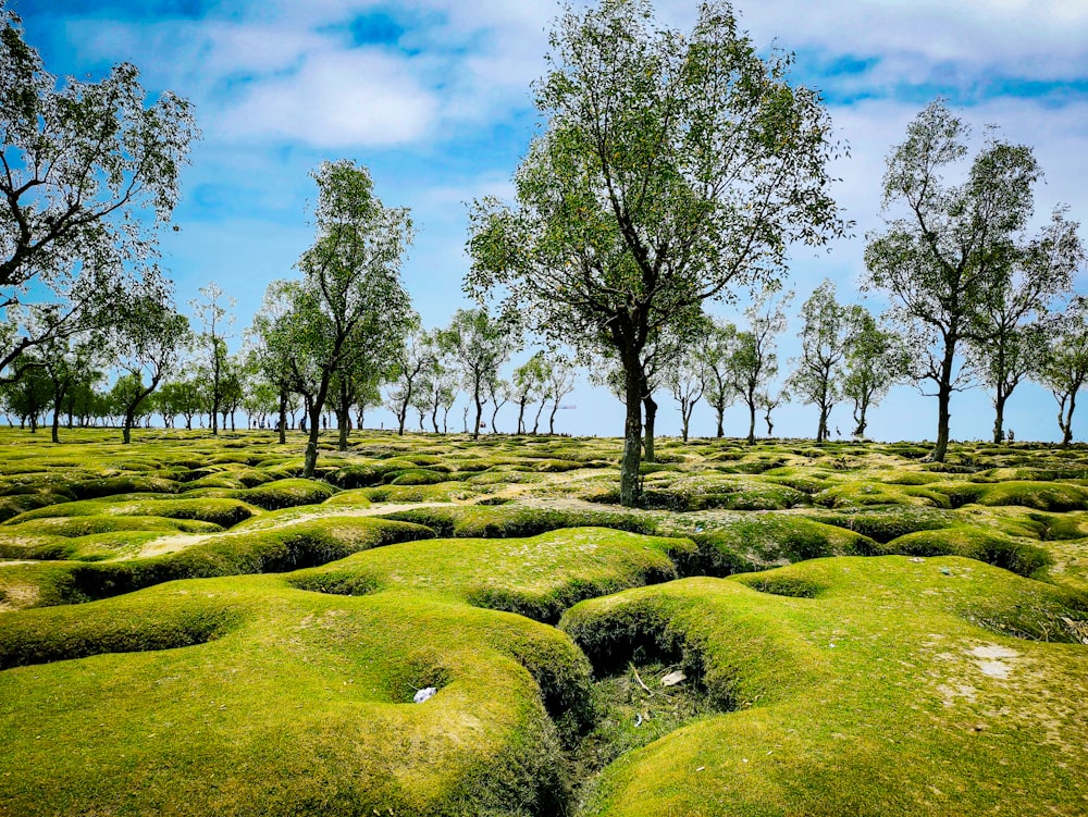 campo de hierba verde con árboles bajo el cielo azul durante el día