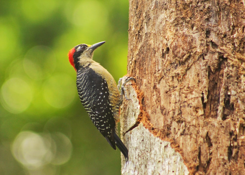 black yellow and red bird on brown tree trunk during daytime