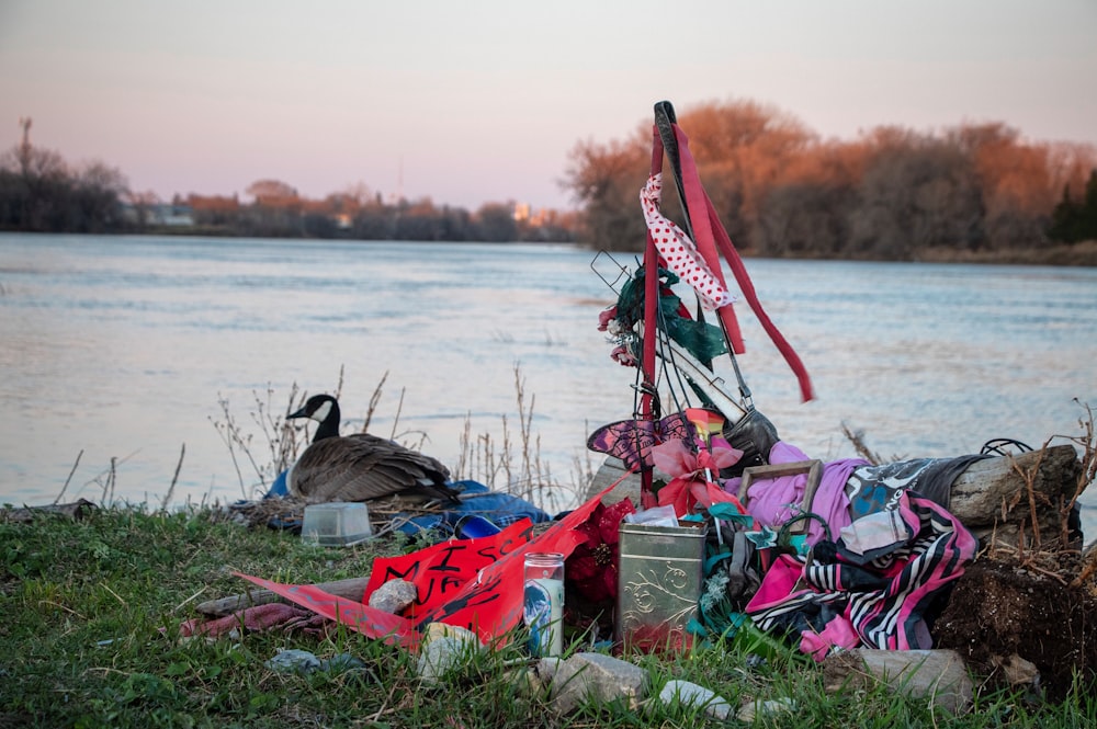 assorted bags on green grass field near body of water during daytime