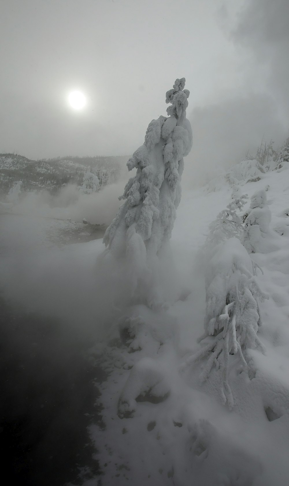 日中の水域付近の雪に覆われた木々