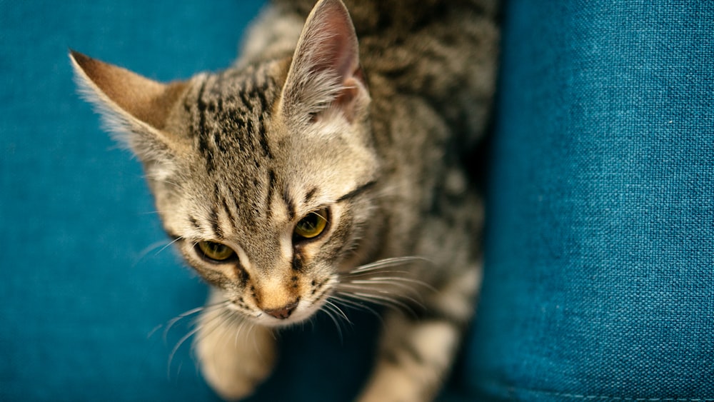 silver tabby cat on blue textile