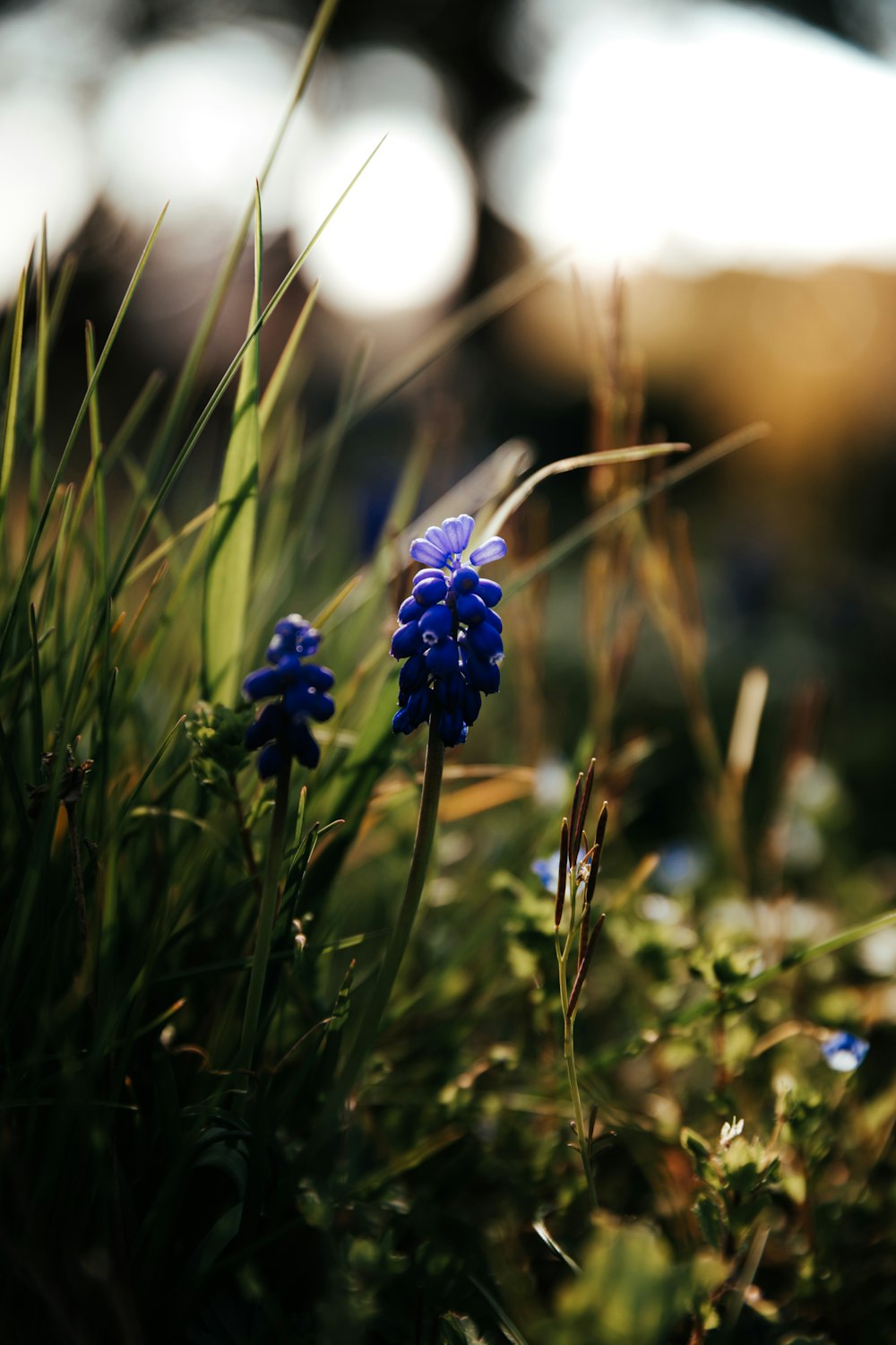 blue flower in tilt shift lens