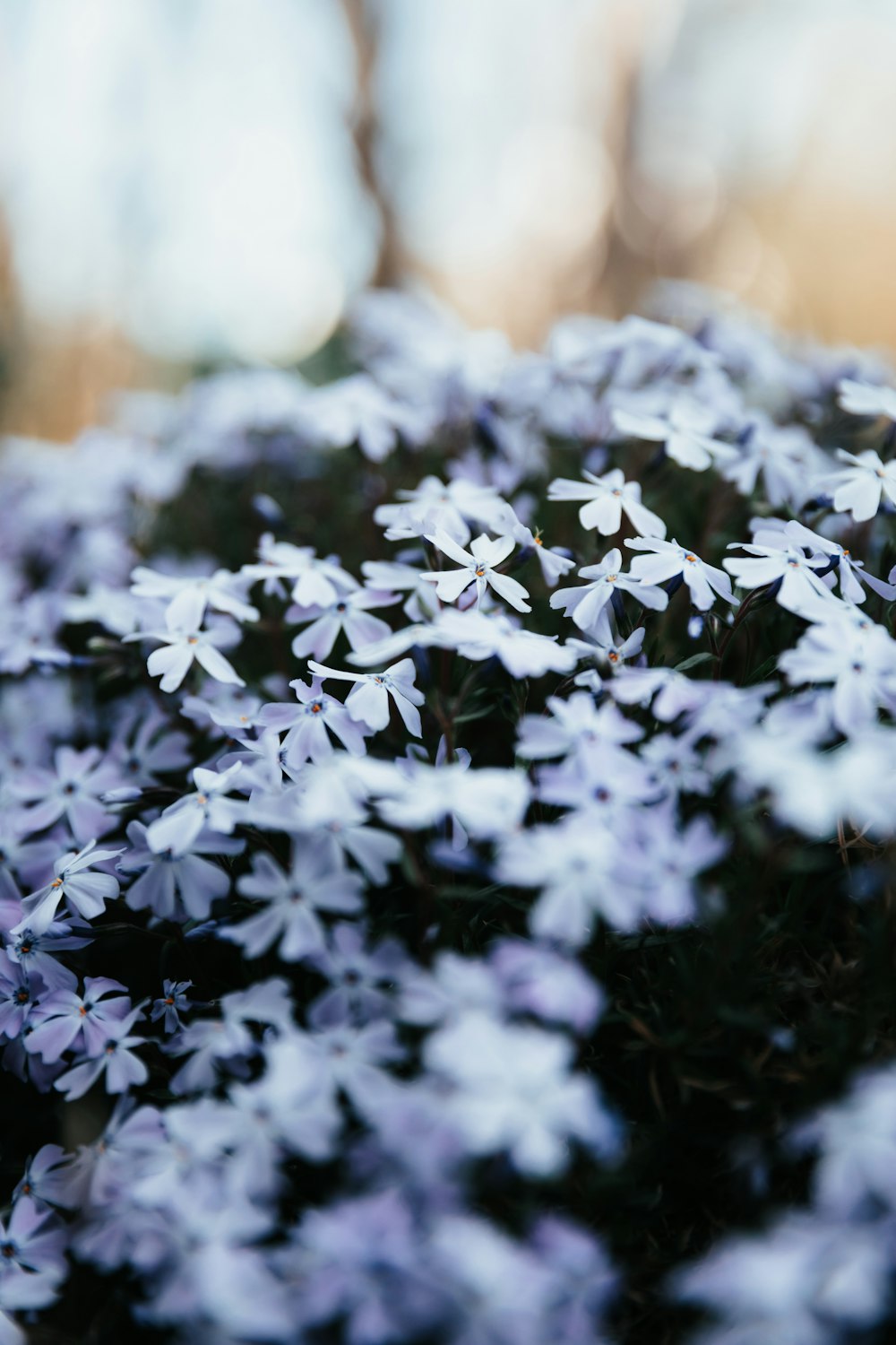 purple flowers in tilt shift lens