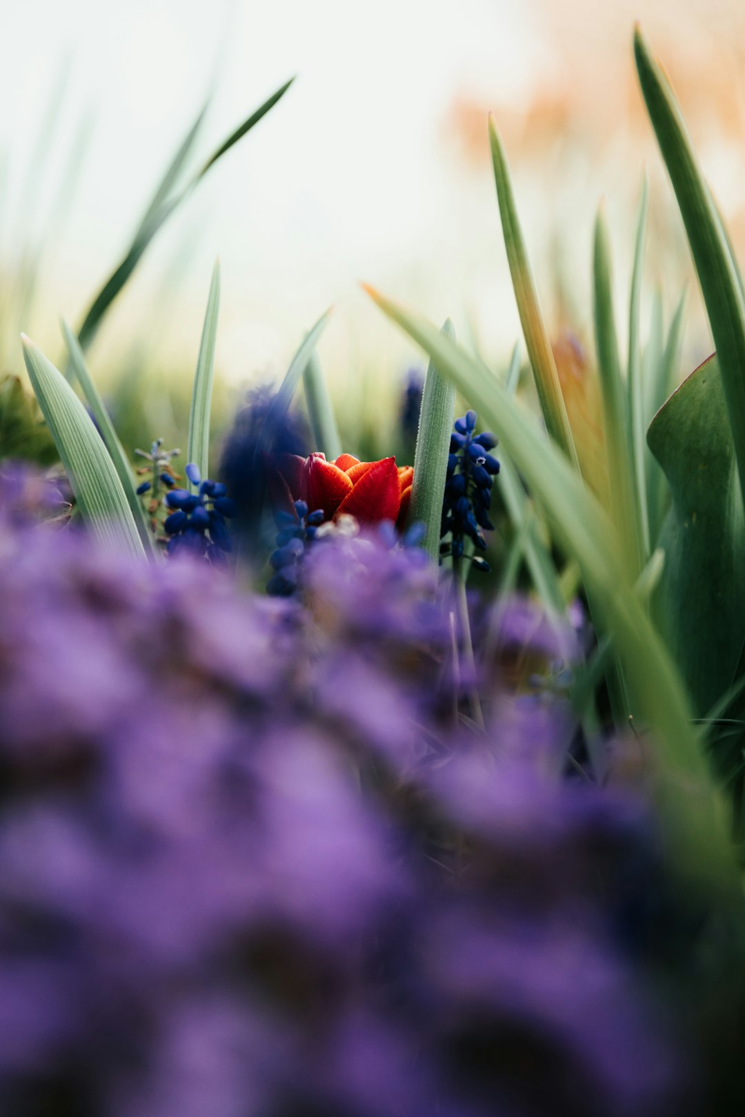 red flower in the middle of green grass