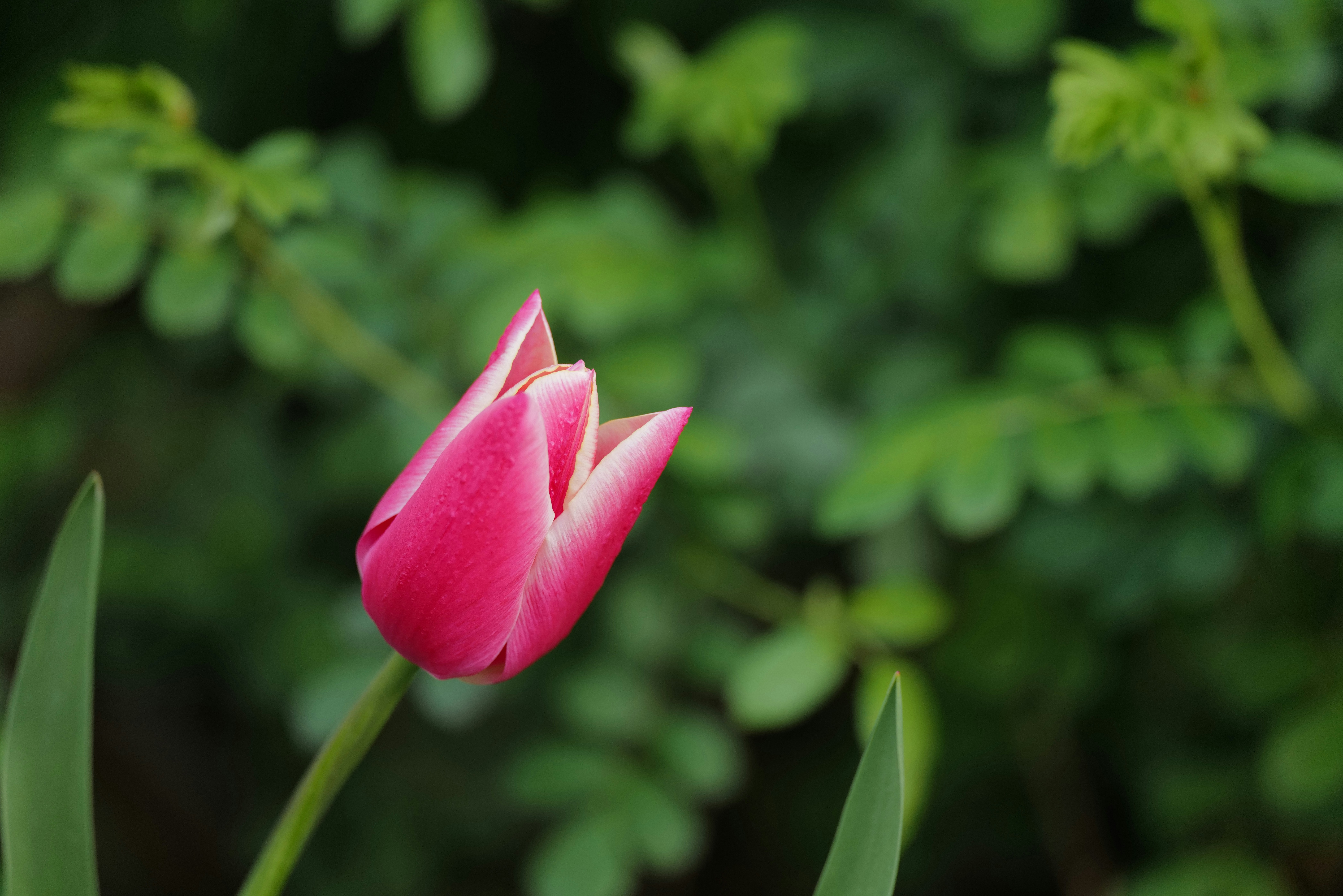 Photo by georgeiermann