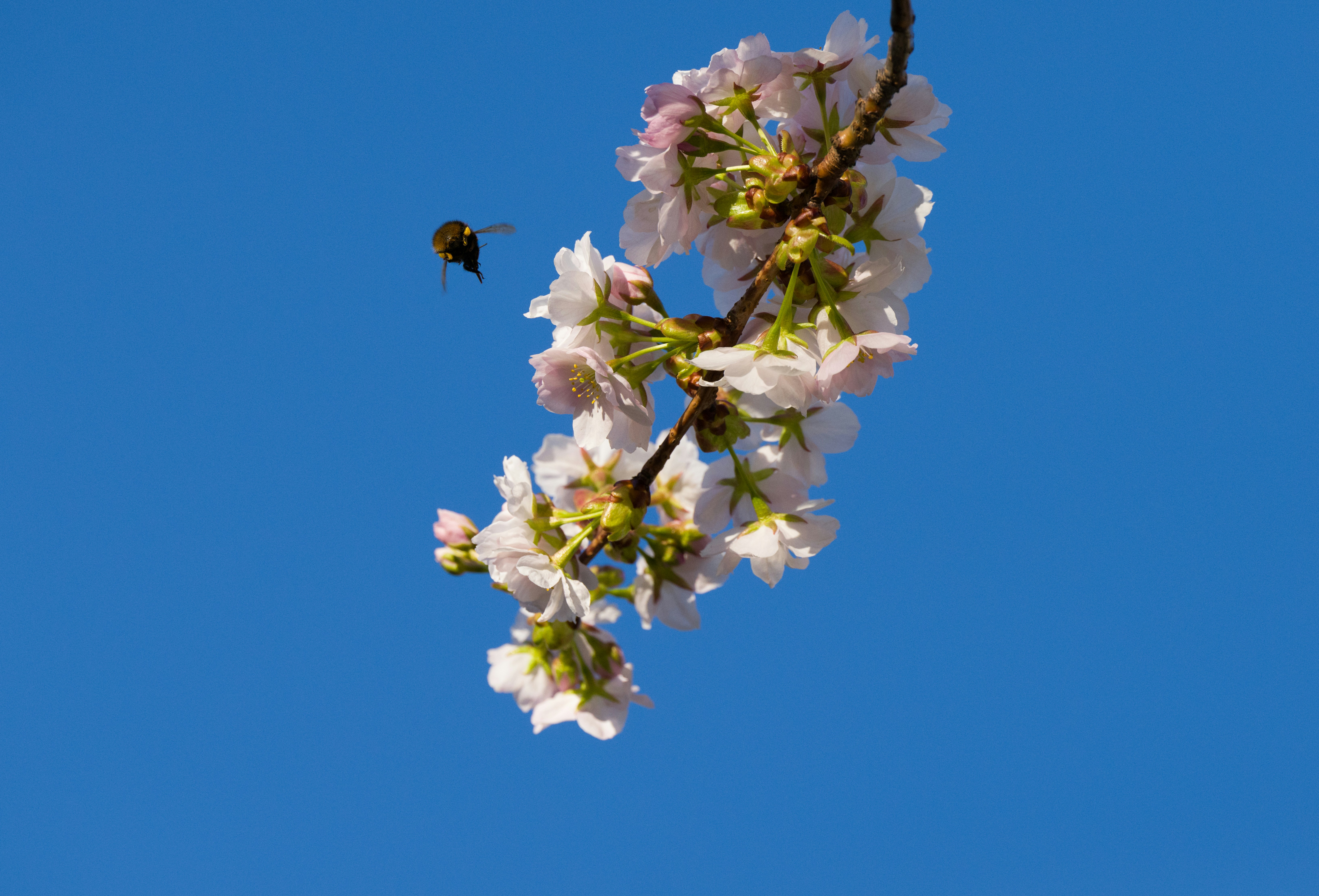 black and brown bee on white flower