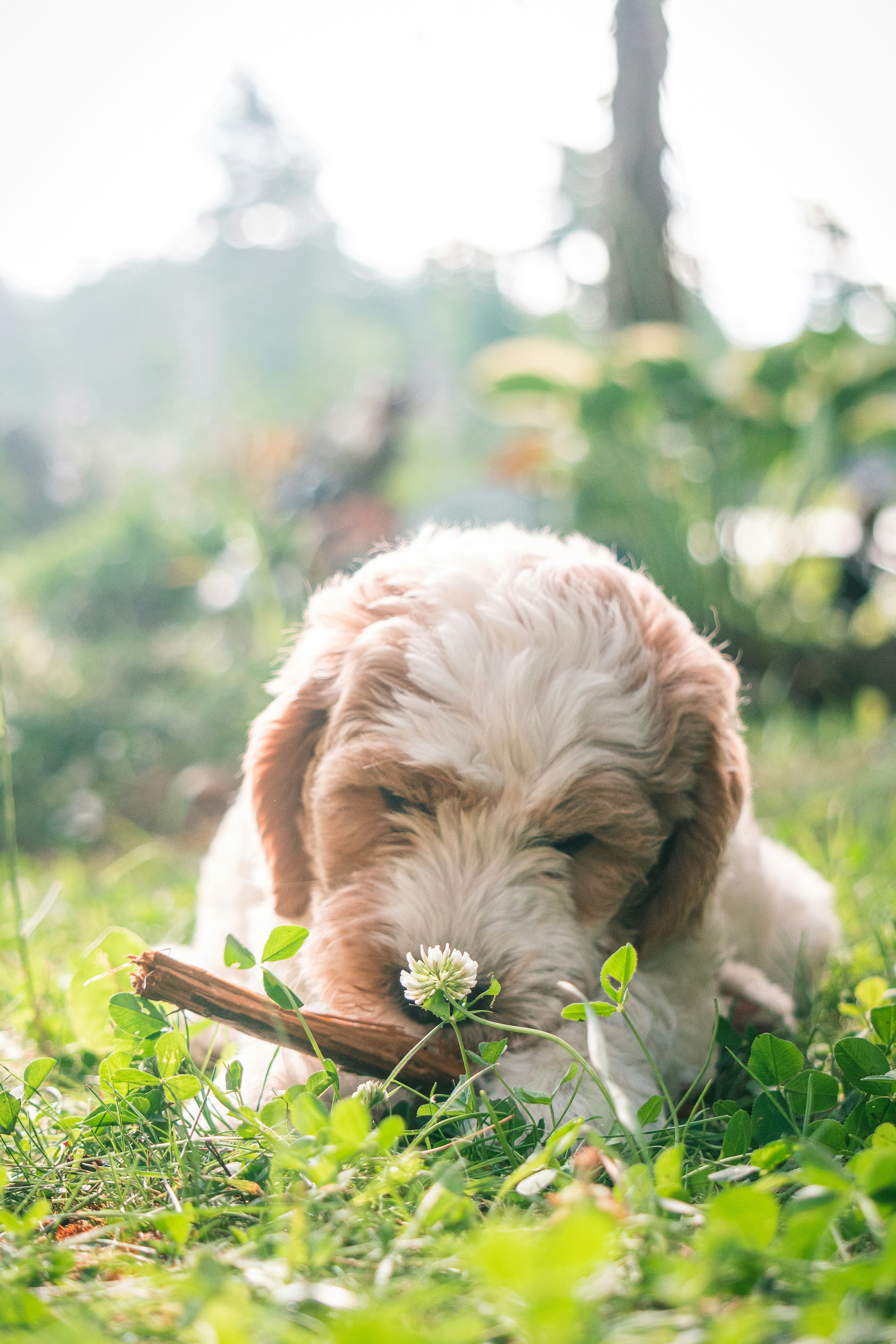 white and brown long coated small dog on green grass during daytime
