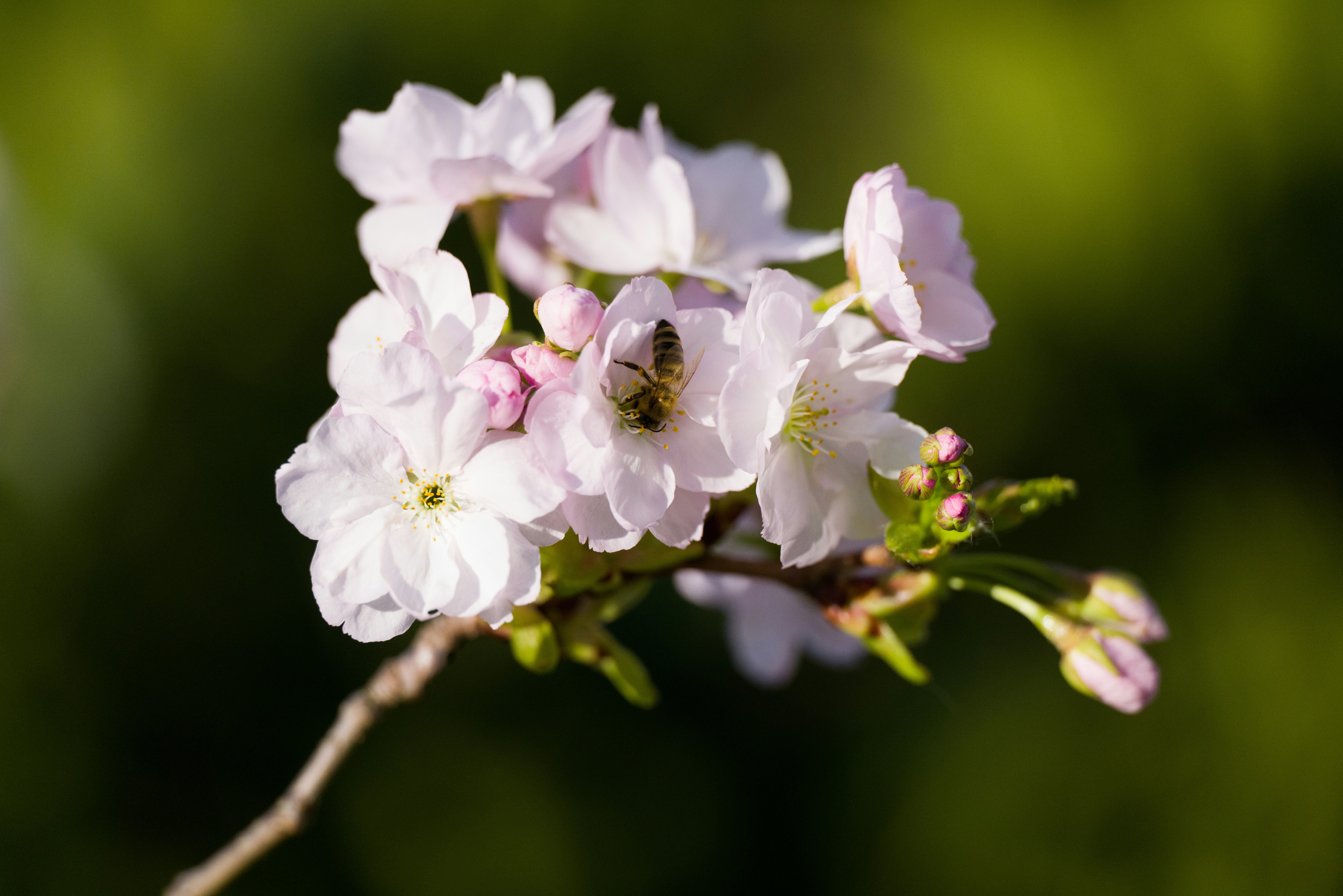 Photo by georgeiermann