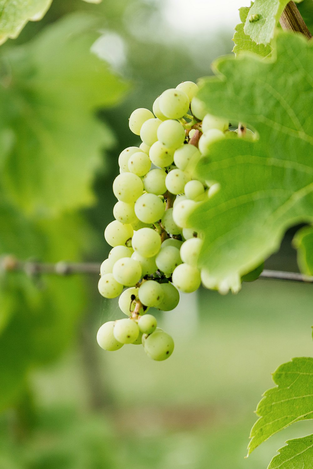 a bunch of grapes hanging from a vine