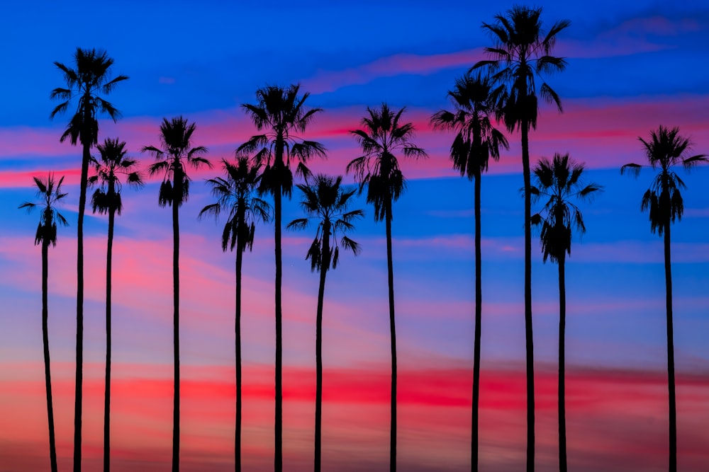 silhouette of palm trees during sunset