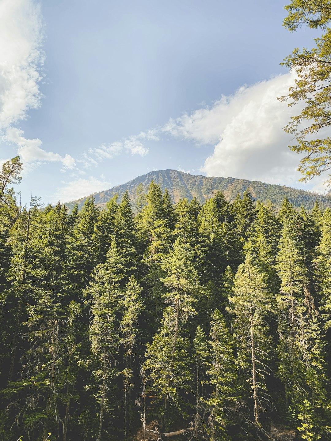 green pine trees under white clouds and blue sky during daytime