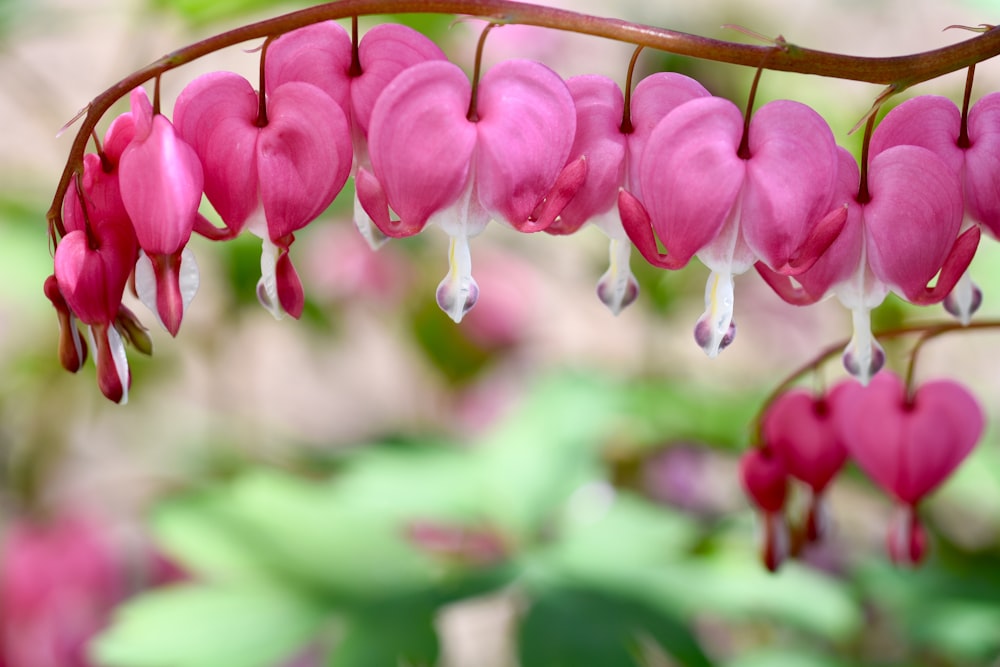 pink bleeding heart flowers in close up photography