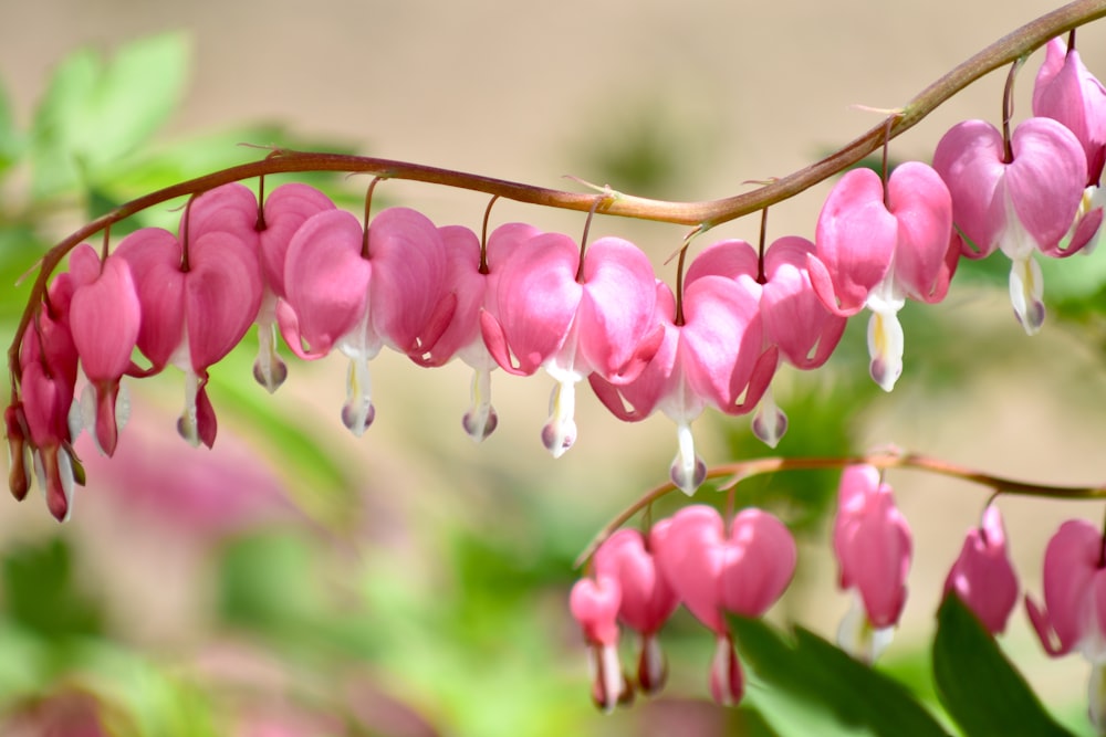 pink bleeding heart flowers in close up photography