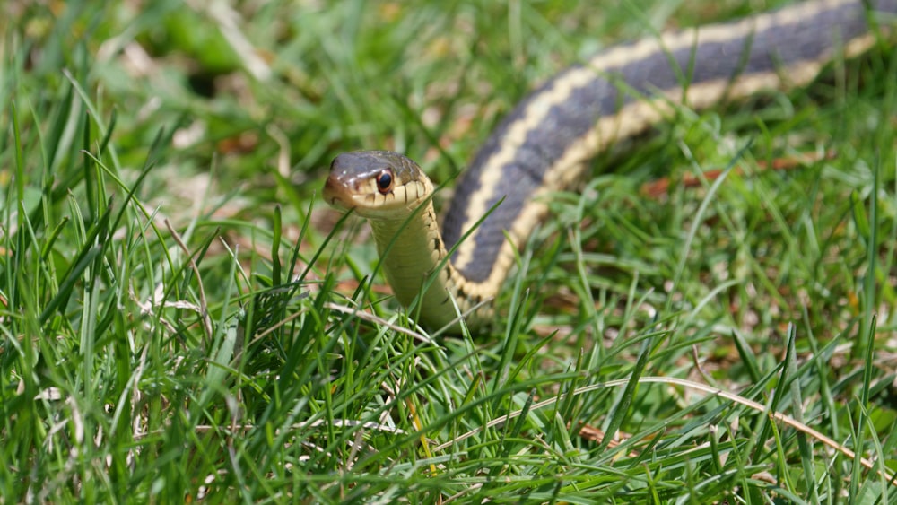 serpent noir et jaune sur l’herbe verte pendant la journée