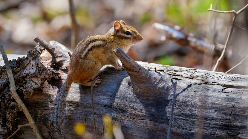 brown squirrel on brown tree trunk