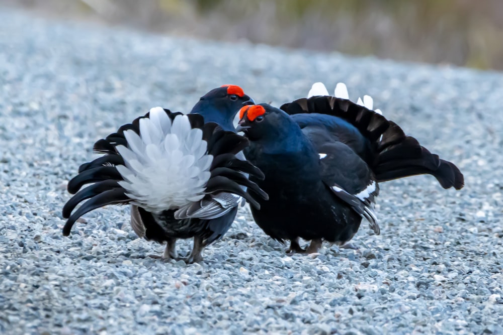 black and white bird on gray ground during daytime