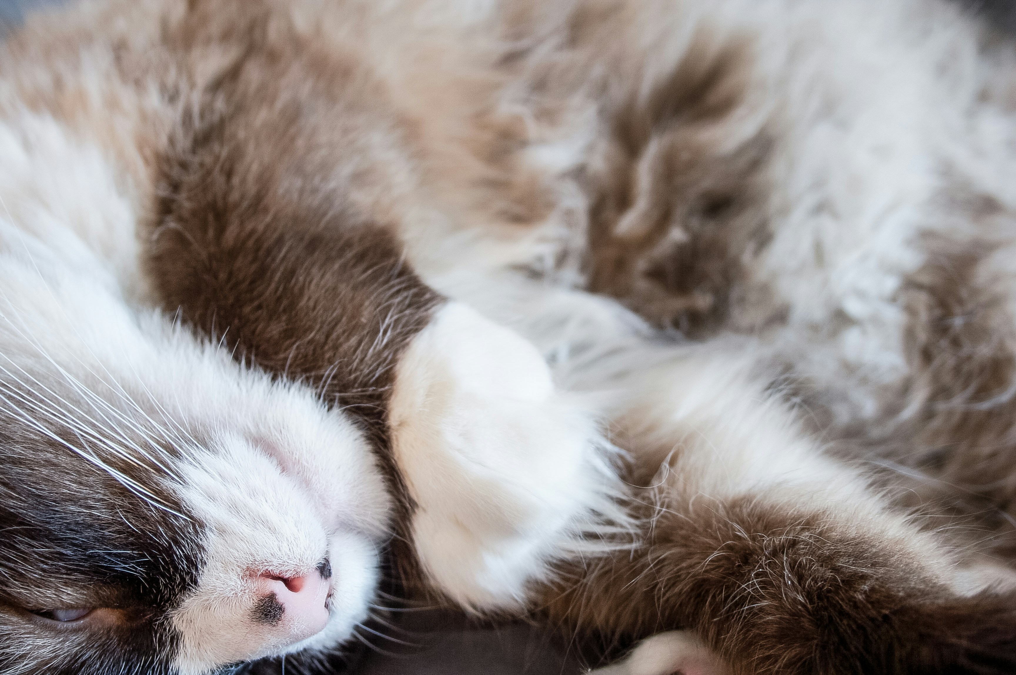 Sleepy Persian cat with fluffy white fur curled up in cozy position