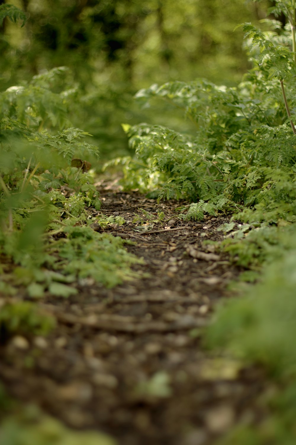 green plants on brown soil