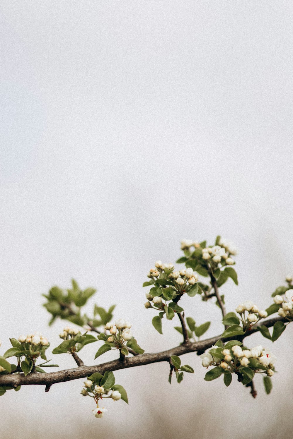 green leaves under white sky during daytime