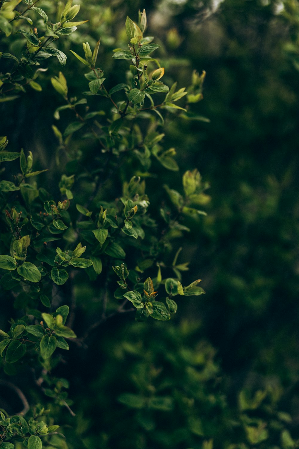 green leaves in tilt shift lens