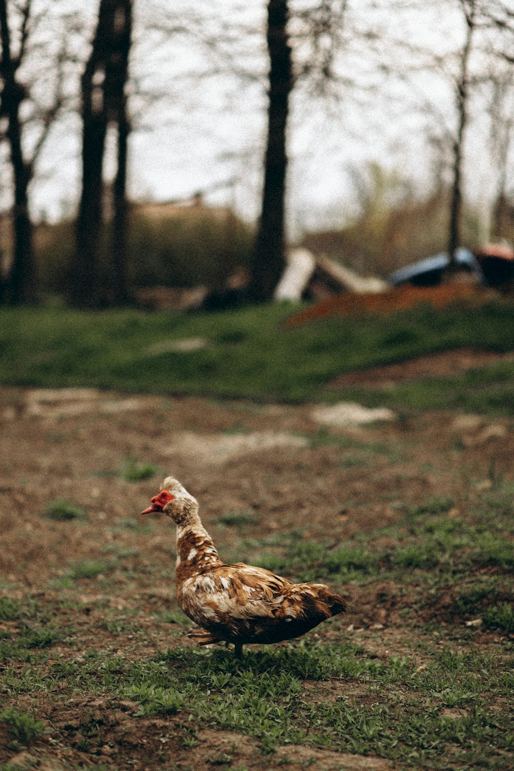 brown duck on green grass field during daytime