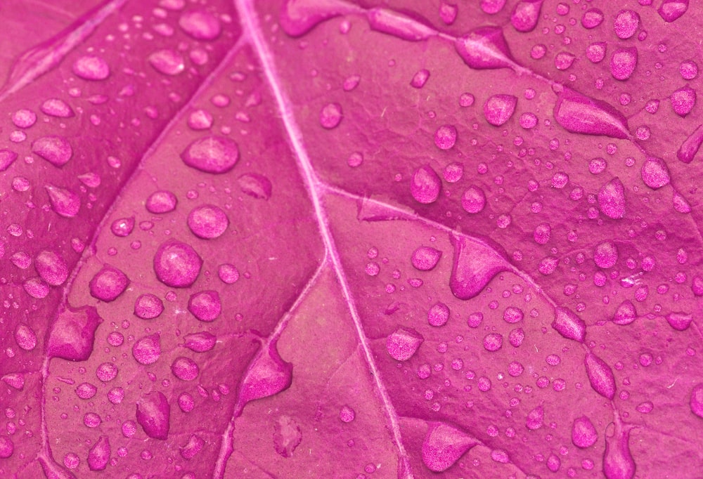 pink leaf with water droplets