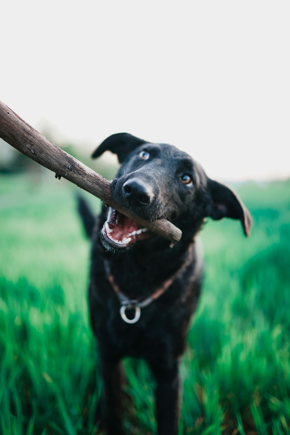 黒のショートコート大型犬の写真 Unsplashで見つけるミュンツェンベルクの無料写真