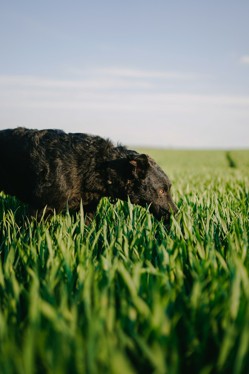 black short coated dog on green grass field during daytime