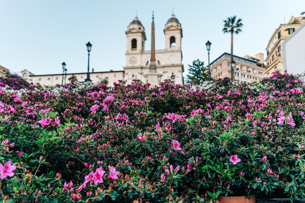 pink flowers near brown concrete building during daytime