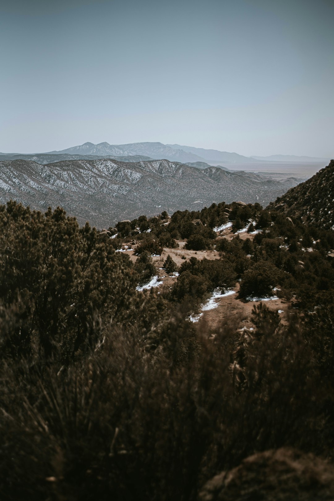 green trees on mountain during daytime