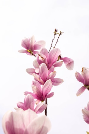 Delicate pink magnolia flowers are arranged along slender branches against a soft, light background. The petals exhibit gentle gradients of pink and white, creating an elegant and serene appearance.