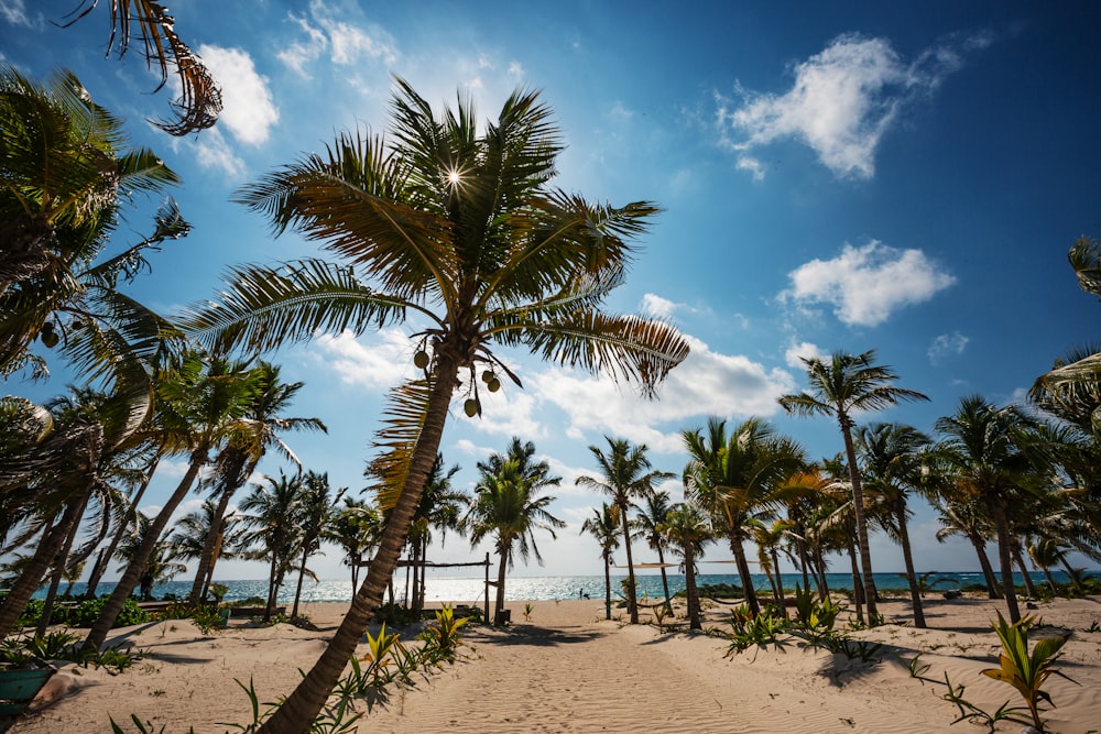 palm trees on brown sand under blue sky during daytime