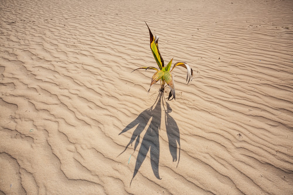 green and black grasshopper on white sand during daytime