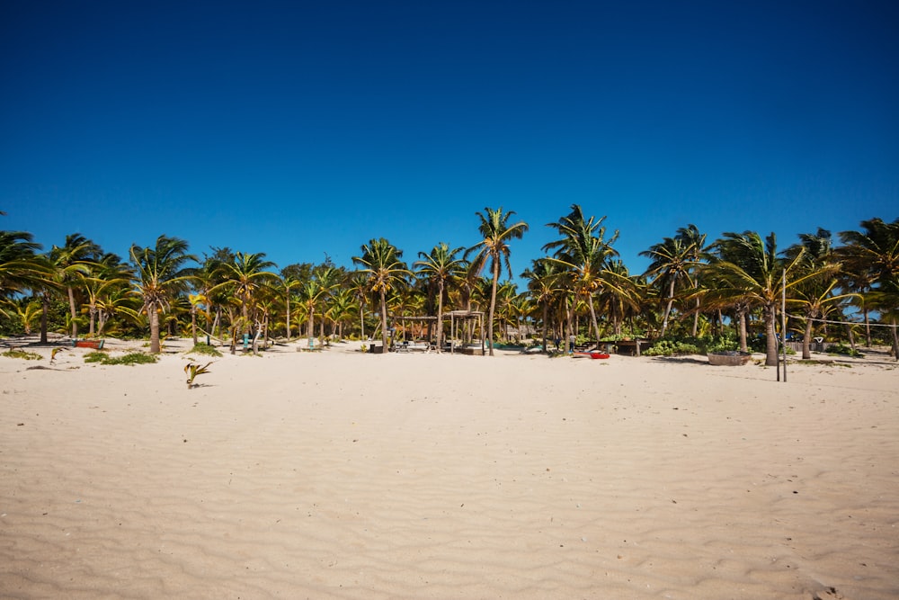 coconut palm trees on beach during daytime