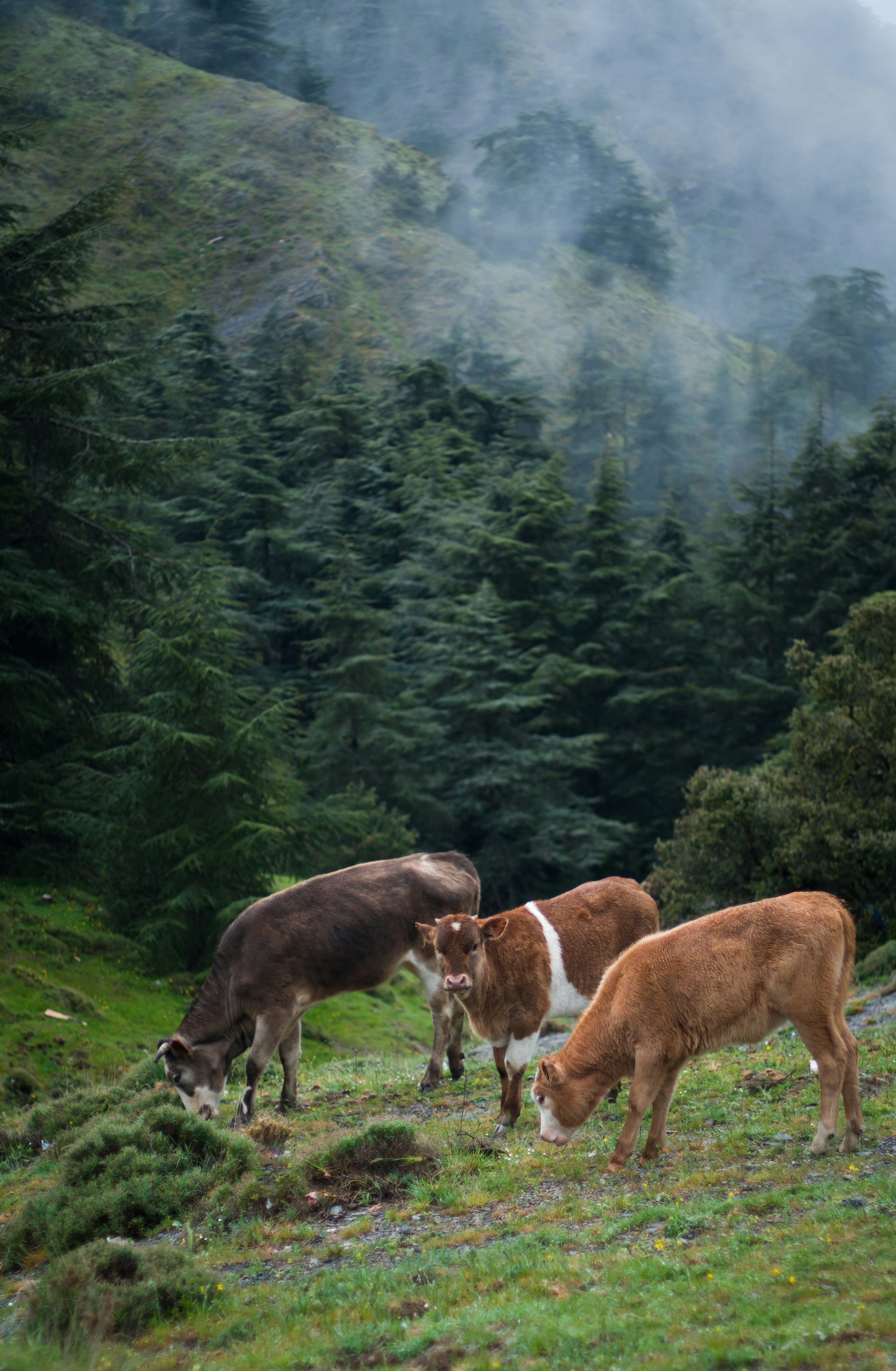 Photo by fethibenattallah