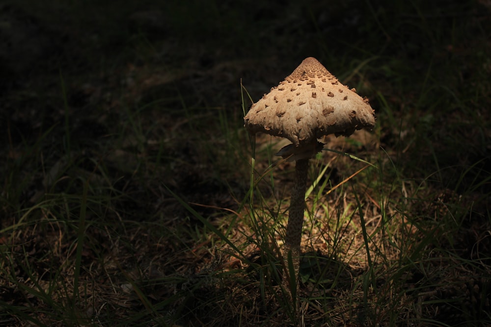 brown mushroom on green grass