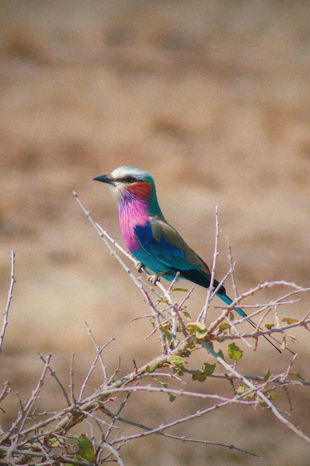 blue and brown bird on brown grass during daytime