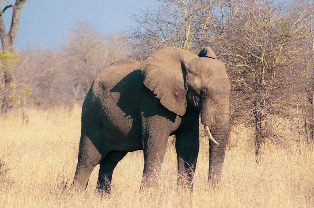 grey elephant walking on brown grass field during daytime