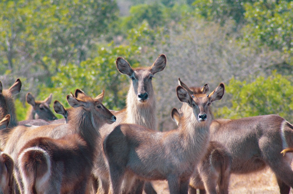 three brown deer on green grass field during daytime