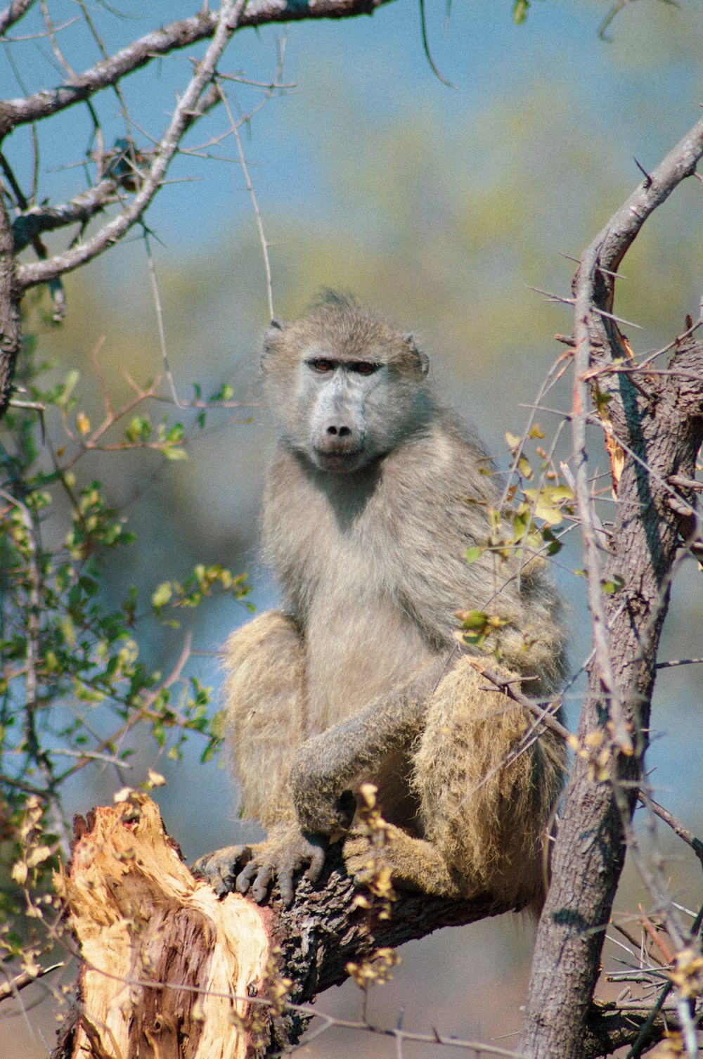 brown monkey on brown tree branch during daytime