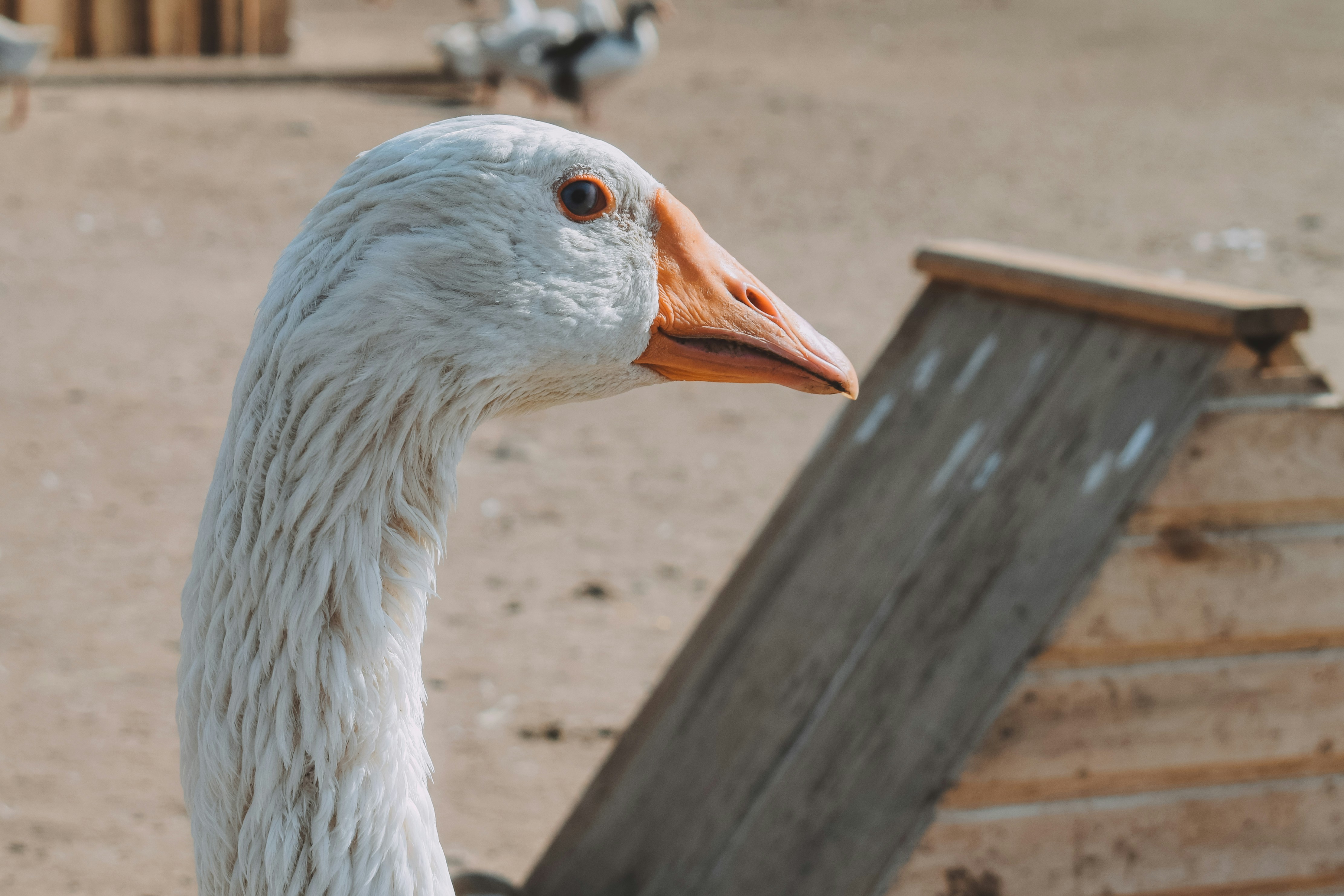 Photo by darya_tryfanava