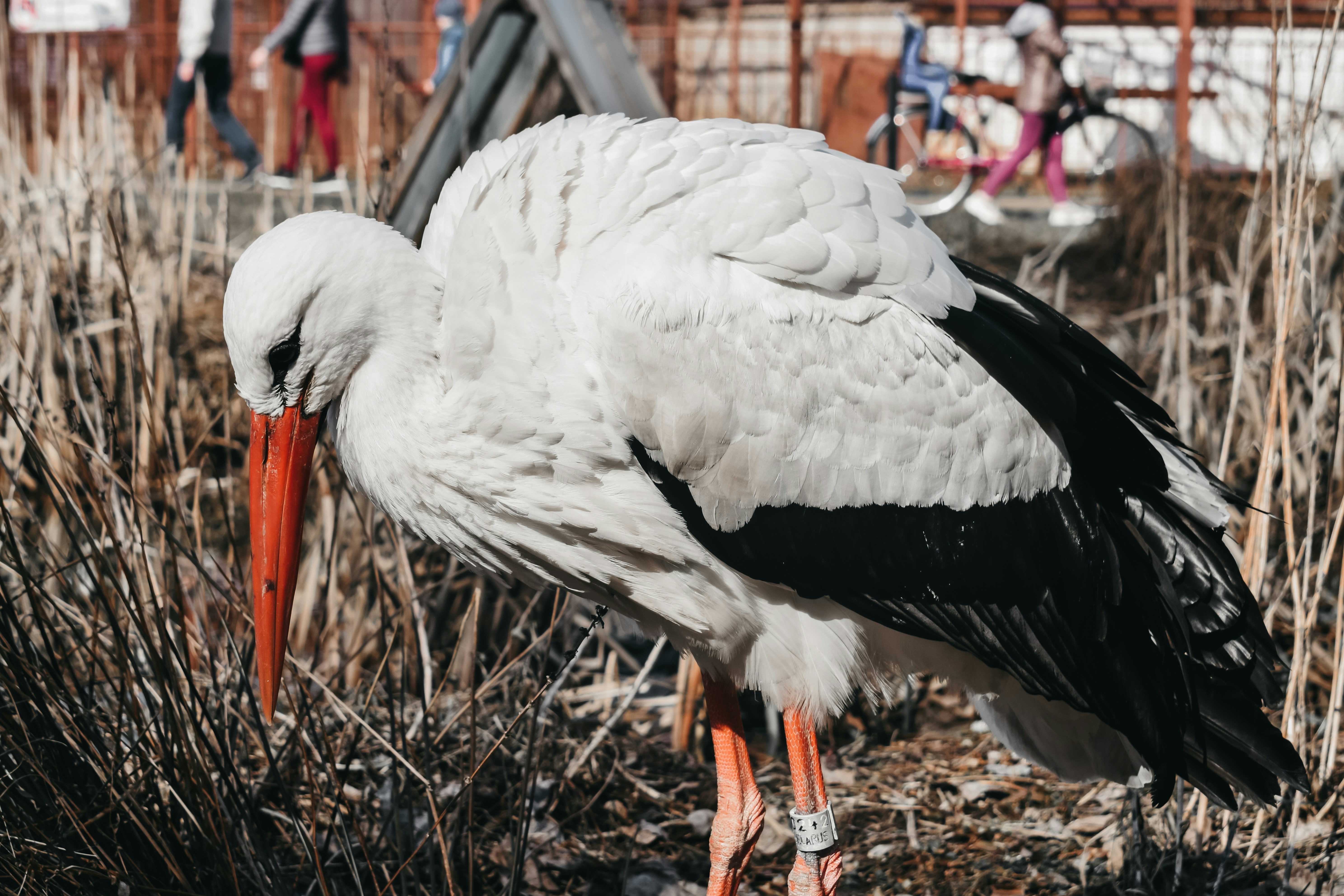 Photo by darya_tryfanava