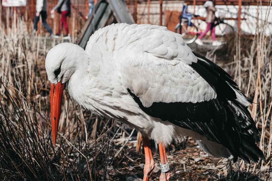 white stork perched on brown nest during daytime