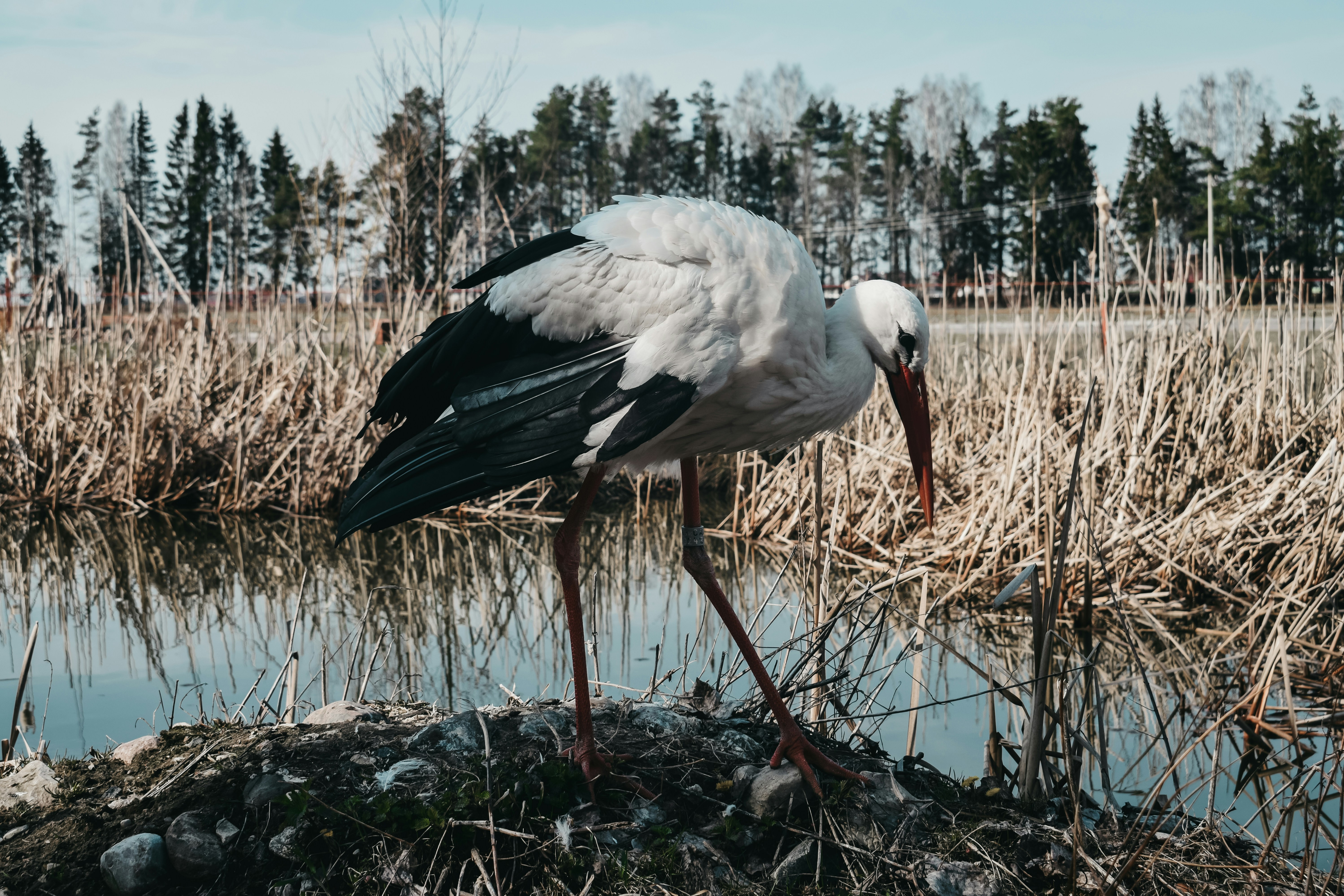 Photo by darya_tryfanava